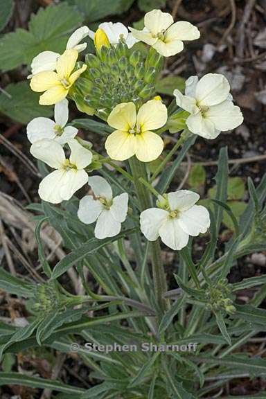 erysimum franciscanum 2 graphic